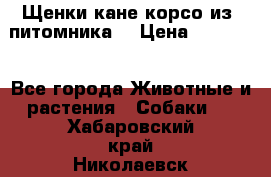 Щенки кане корсо из  питомника! › Цена ­ 65 000 - Все города Животные и растения » Собаки   . Хабаровский край,Николаевск-на-Амуре г.